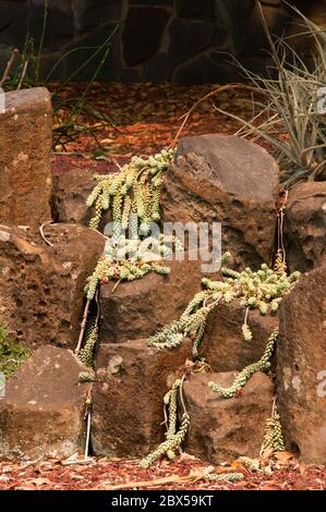 Sydney Australia, tallos de losa de sedum morganianum o cola de burro en un jardín de rocas