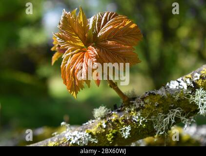 Nueva hoja de Sycamore que se abre en la rama cubierta de liquen.