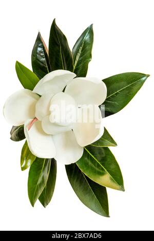 Pequeña joya magnolia. Variedad enana de Magnolia grandiflora. También se  llama Evergreen, Bull Bay, Laurel y Loblolly. Imagen de cerca de flor con  licencia Fotografía de stock - Alamy