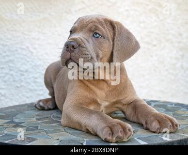 Cachorro mastín italiano delante de un fondo blanco