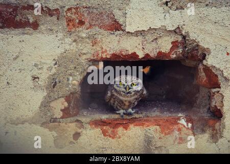 El pequeño búho (Athene noctua) sacando un ojo de un agujero en una pared de ladrillo. Foto de stock
