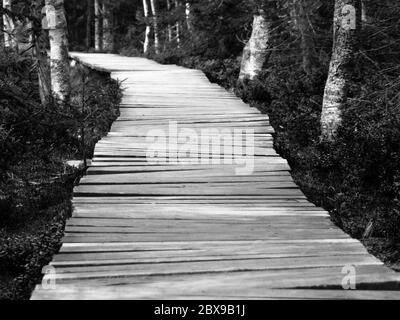 Estrecho camino de madera en el bosque verde. Imagen en blanco y negro. Foto de stock