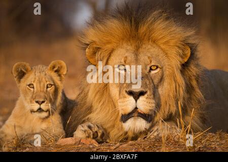 Un león adulto macho que se encuentra cerca de la pequeña cub Kruger Park Sudáfrica