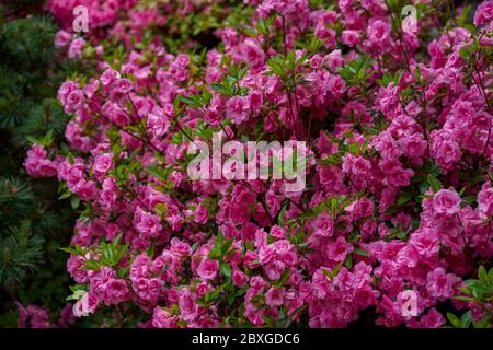 Abundante rododendron rosa flores de rosebud Foto de stock