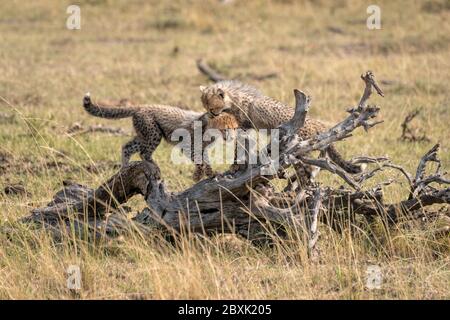 Dos diminutos cachorros de guepardo jugando en la rama de un árbol caído. Imagen tomada en el Masai Mara, Kenia.