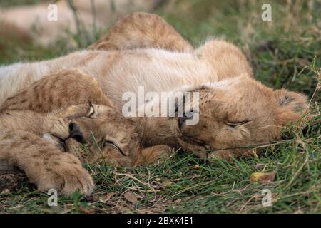 Dos adorables cachorros de león acurrucada mientras duerme en la hierba. Imagen tomada en el Masai Mara, Kenia.
