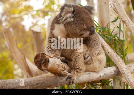 koala o, de manera imprecisa, oso koala (Phascolarctos cinereus) Foto de stock