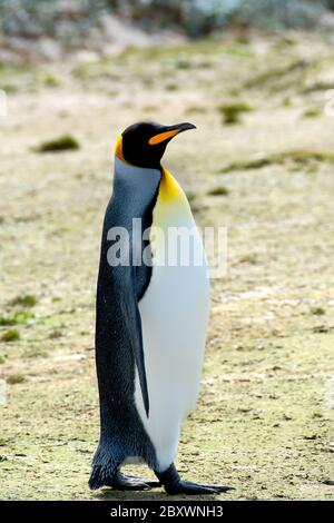 Un pingüino rey en Volunteer Point, Islas Malvinas.