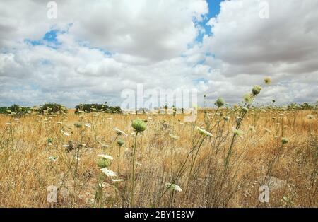 Campo amarillo con el telón de fondo de hermosas nubes, Israel Foto de stock