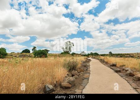 Campo amarillo con el telón de fondo de hermosas nubes, Israel Foto de stock