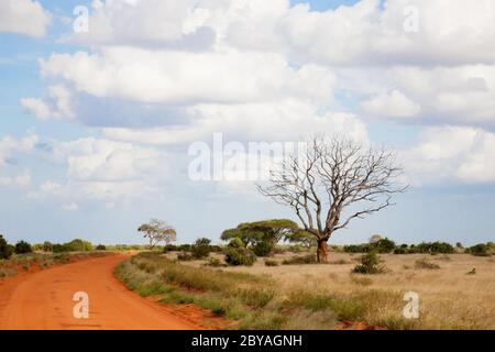 Un camino con suelo rojo a través de la sabana con muchos árboles y plantas verdes