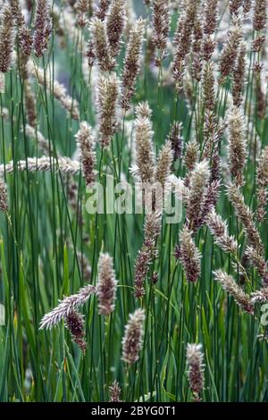 Spike Spike Melic Grass Melica ciliata Foto de stock