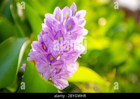 Agua brasileña Hyacinth flor. Flora en la isla de Bali. Indonesia Foto de stock