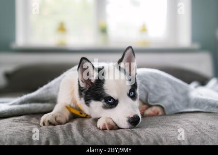 Un pequeño perro blanco cachorro raza de la cría de cúscaras siberianas con los ojos azules hermoso dormir en la alfombra gris. Fotografía de perros y mascotas