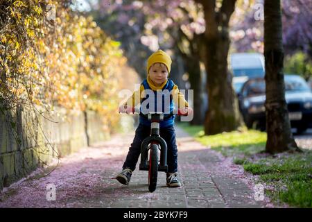 Los niños, jugando en la calle con los cerezos en flor rosa al atardecer, montando en bicicleta Foto de stock