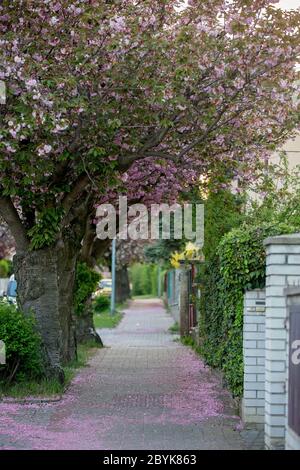 Hermosa calle de primavera con árboles de cerezo en flor y pétalos en la acera Foto de stock