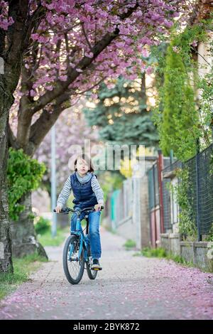 Los niños, jugando en la calle con los cerezos en flor rosa al atardecer, montando en bicicleta Foto de stock