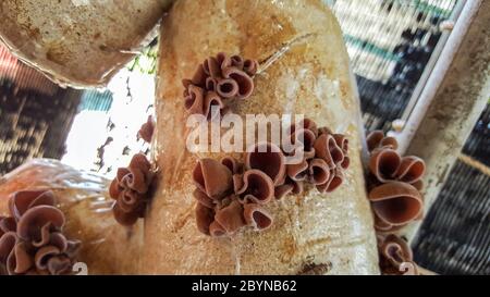 el hongo oreja judía en la bolsa de aserrín en granja Fotografía de stock Alamy