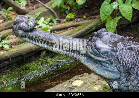 El gharial (Gavialis gangeticus) descansa en el estanque. Es un cocodrilo de la familia Gavialidae, nativa de las orillas arenosas de los ríos de agua dulce en la llanura
