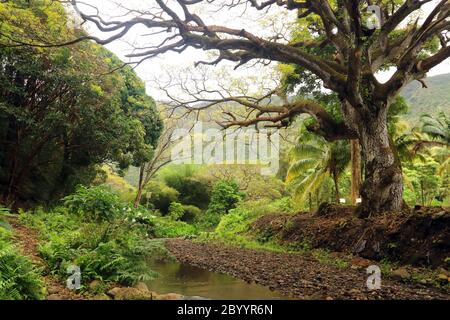 Vista panorámica del barrio residencial entre exuberantes plantas tropicales y árboles en el valle de Waipio.