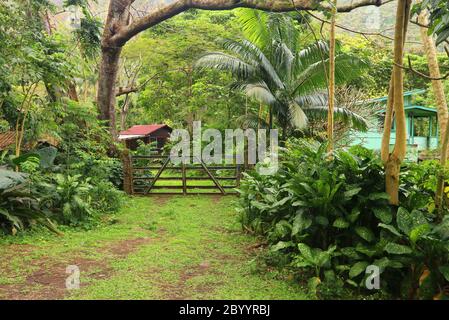 Vista panorámica con barrio residencial entre exuberantes plantas tropicales y árboles en el valle de Waipio.