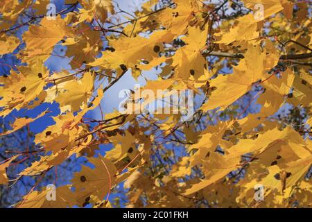 Noruega las hojas de arce se tornaron amarillas en el otoño en Estonia Foto de stock