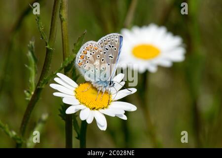 Mariposa azul común masculina (Polyommatus icarus) polinizando y tomando néctar de una flor de margarita de ojo de buey, Berkshire, mayo