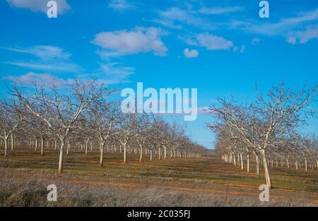 Árboles frutales. Castilla La Mancha, España Fotografía de stock - Alamy