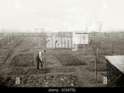 Dos hombres excavando con picas y horquillas para preparar el suelo para plantar en camas en una pequeña explotación o jardín de mercado en el Lincolnshire Wolds, Inglaterra, Reino Unido c. 1900. Los mismos dos hombres pueden ser vistos descansando de su trabajo en otra fotografía (referencia de Alamy: 2C1175G). Foto de stock
