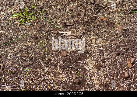 La germinación de semillas de pasto. La semilla de césped Fotografía de