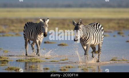 Foto horizontal de dos cebras femeninas caminando por el agua tumbada en el suelo salpicando con sus cascos en la luz de la tarde dorada en Amboseli Nati Foto de stock
