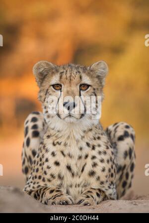 Un retrato vertical de un cheetah adulto sentado en la arena mirando directamente a la cabeza de la cámara en Kruger Park Sudáfrica Foto de stock