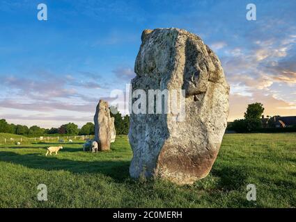 Avebury Neolítico de piedra de pie Círculo el más grande de Inglaterra al atardecer, Wiltshire, Inglaterra, Europa