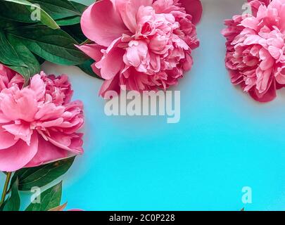 Plantilla de flores de peonías frescas rosadas sobre fondo azul. Fondo  floral natural para tus proyectos Fotografía de stock - Alamy