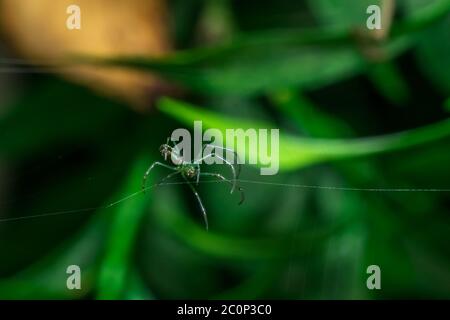 Una pequeña araña verde está creando su red Foto de stock