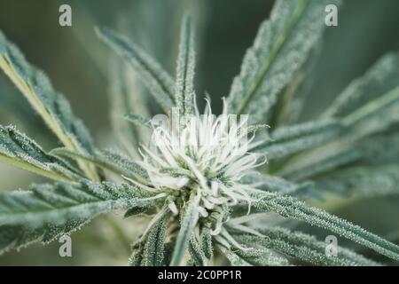 Detalle de la marihuana o plantas de cannabis florecen