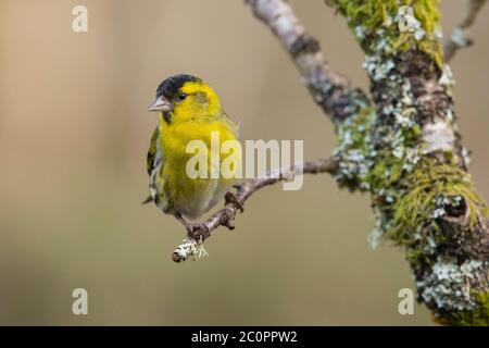 Macho de Siskin eurasiático, spinus spinus, Dumfries & Galloway, Escocia Macho de Siskin eurasiático, spinus spinus, Dumfries & Galloway, Escocia