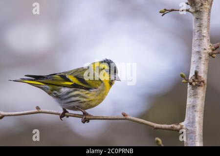 Macho de Siskin eurasiático, spinus spinus, Dumfries & Galloway, Escocia