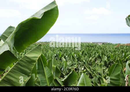 Plantación de plátanos en Canarias Foto de stock