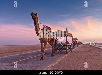 Carro de camellos decorado en White Rann, Kutch, Gujarat, India Foto de stock