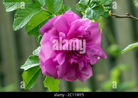 Macro de rosa y rugosa Rosa Hansa rosa flor en el jardín canadiense en primavera. Foto de stock