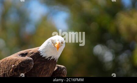 Aproximación a un Águila Bald de pie de lado frente a la cámara con un fondo de árboles sin enfoque. Nombre científico: Haliaeetus leucocephalus Foto de stock