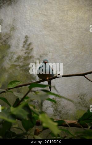 Un Cordonbleu de pecho azul en el zoo de Frankfurt Foto de stock