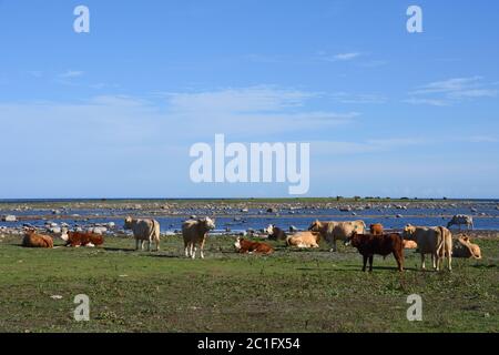 Una manada de vacas en el Mar Báltico en Suecia Foto de stock