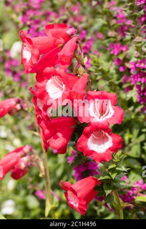 Flores tubulares rojas de garganta blanca del perenne ganador de la AGM, Penstemon 'Rubicundus' Foto de stock