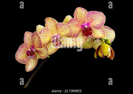La orquídea de la polilla amarilla y rosa (phalaenopsis) se tallo sobre fondo negro Foto de stock
