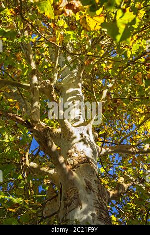 Árbol sicamoro grande con hojas amarillas de otoño en el norte central de Florida. Foto de stock