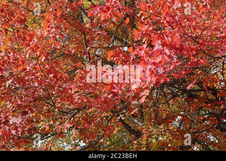 Un árbol de pera de calería muestra su colorido y vivo follaje de otoño rojo Foto de stock