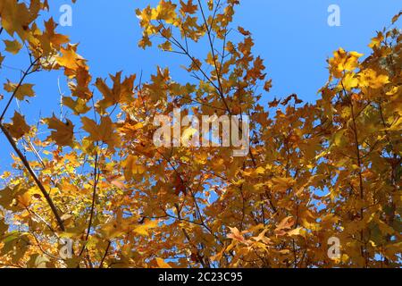 Las hojas de otoño de color amarillo y naranja contrastan con un cielo de otoño azul brillante Foto de stock