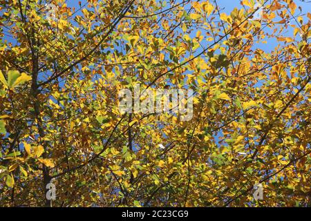 Las hojas de otoño amarillas brillantes contrastan con un brillante cielo azul de otoño Foto de stock